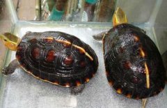 黃緣龜好養嗎,不算是很好養的龜在深水區是無法生存