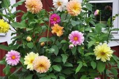 大麗花什么時候開花,一般在6月份開花