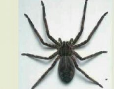 家里的黑蜘蛛有毒嗎,很少有毒的他們是益蟲