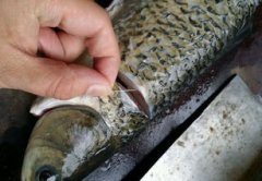 老虎魚有毒嗎怎么處理，有劇毒把內臟與血液處理掉