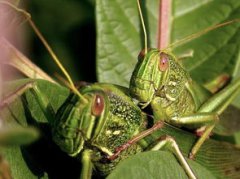 螞蚱是益蟲還是害蟲,是害蟲造成危害的螞蚱約300種