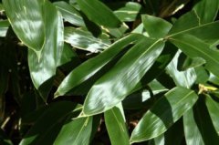 鶴望蘭能放室內(nèi)嗎,可以養(yǎng)在室內(nèi)它沒有毒