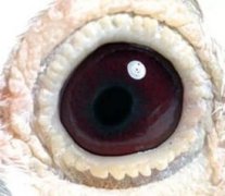 龍鳳眼和陰陽眼區別，單雙左右不一樣