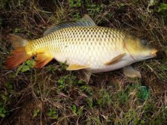 龍躉魚的營養(yǎng)價值，非常的高，龍躉含有多種不飽和脂肪酸、蛋白質(zhì)