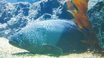 龍躉魚多少錢一斤2020，竟然300元一斤，龍躉越大條越好吃