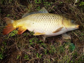 龍躉魚的營養價值,非常的高,龍躉含有多種不飽和脂肪酸、蛋白質