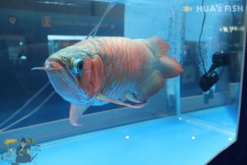 龍魚能吃嗎，能吃，它本身是一種觀賞魚真的敢吃嗎