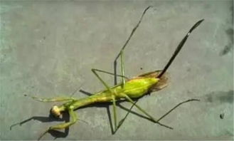 會寄生在人身上的蟲子，鐵線蟲危險系數超高