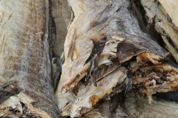 卡賓達樹皮一克多少錢，價格大概是3到5元一克