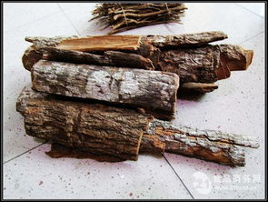 卡賓達樹皮有什么用，具有緩解疲勞促進性欲的作用