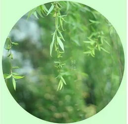 孟浩然最著名的詩，春眠不覺曉處處聞啼鳥夜來風(fēng)雨聲