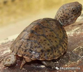 巨頭龜和剃刀龜區別,巨頭貴有喉盾而剃刀龜沒有