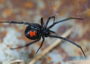 夢見黑蜘蛛是什么意思,預示著你近期要小心