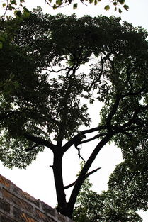 濟南降龍木在哪個村，生長在捎近村村南山坡上