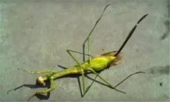 會寄生在人身上的蟲子，鐵線蟲危險系數超高