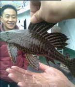 垃圾魚可以吃嗎，沒什么毒性所以清道夫魚可以吃