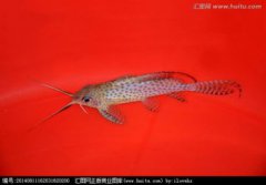 垃圾魚有哪些，老鼠魚清道夫親吻魚黃金大胡子