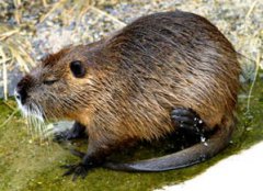 河貍鼠是國家保護的嗎，海貍鼠不是國家保護動物