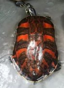 火焰龜好養嗎,生長很慢的火焰龜養殖在家中比較合適