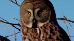 貓頭鷹是招財還是辟邪，在民間被視為是不祥之物