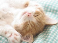 貓咪的叫聲，貓高興或滿意發(fā)出咕嚕聲咕嚕聲很大