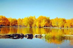 胡楊林在哪里，主要分布于中國西部的溫帶暖溫帶沙