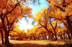 胡楊林的詩句，極目金黃千里秀自成一景閱滄桑