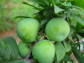 美國(guó)恐龍蛋是什么水果，杏李又名恐龍蛋是很好吃的