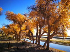 胡楊林什么時候去最好,10月中上旬樹葉全部變黃