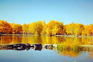 胡楊林在哪里，主要分布于中國西部的溫帶暖溫帶沙