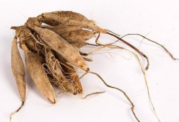 大麗花的種子，一般在春季2～3月之間進行播種