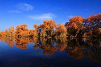 輪臺胡楊林的最佳時間,輪臺胡楊林的最佳時間是秋季