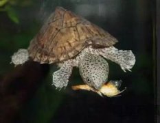 剃刀龜是深水龜嗎，是一種非常典型的深水龜