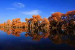 輪臺胡楊林的最佳時間，輪臺胡楊林的最佳時間是秋季