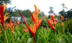 鶴望蘭好養(yǎng)嗎,鶴望蘭只要保障充足的水分和日照很好養(yǎng)