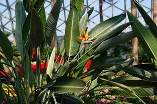鶴望蘭多久澆一次水，夏季一般每天澆水一次