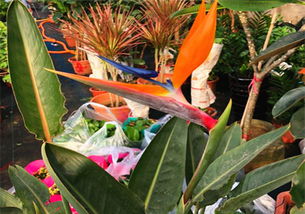 鶴望蘭的花期,在冬季開花花期可持續(xù)兩三個月