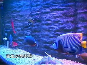 黑鰭鯊好養嗎，黑鰭鯊對水質要求不高很好養