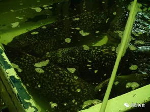 龍躉魚哪些部位最好吃,選魚身嘴和尾完好無損傷的