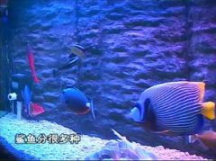 黑鰭鯊好養嗎,黑鰭鯊對水質要求不高很好養