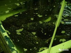 龍躉魚哪些部位最好吃，選魚身嘴和尾完好無損傷的