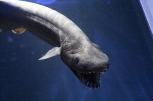 世界上最嚇人的動(dòng)物，精靈鯊、皺鰓鯊、腔棘魚