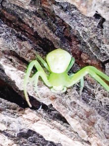 世界上最嚇人的蜘蛛，是背著人臉的人面蜘蛛