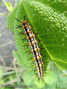 什么毛毛蟲有毒,鞍背蟲、貓毛蟲、洋辣子