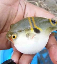 哪些海魚有毒，5大有毒的魚類河豚毒性最強