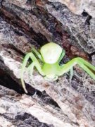 世界上最嚇人的蜘蛛，是背著人臉的人面蜘蛛