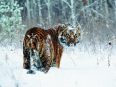 東北虎最大的多少公斤，體重最重可達350kg