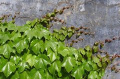爬山虎有腳嗎，是非常擅長攀緣的有腳的葡萄科植物