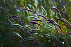 狗尾巴草的花語，是暗戀默默地陪伴著對方