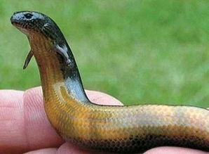 火龍魚有毒嗎,有一毫克可以殺掉一個成人的毒性